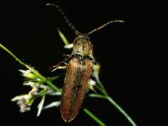 Click Beetle